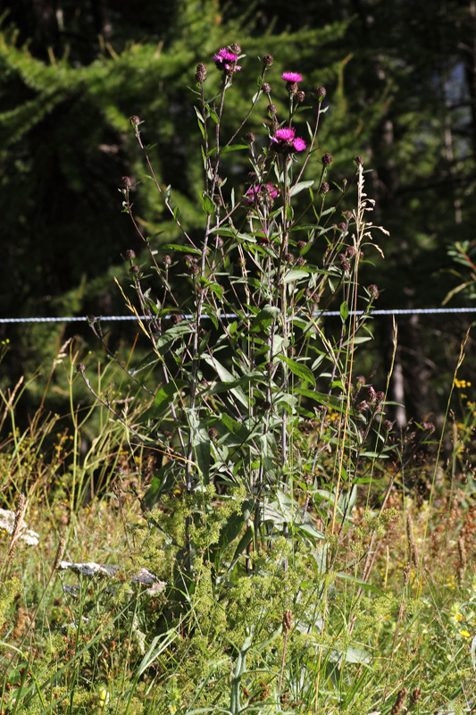 Centaurea nigrescens subsp. transalpina / Fiordaliso nerastro